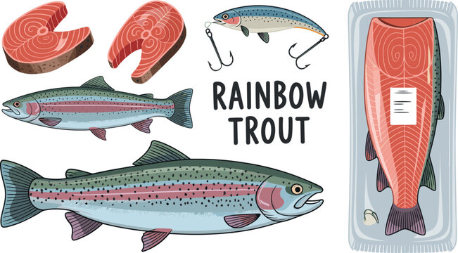 Fresh rainbow trout fish vector collection with salmon steaks and fillet packaging for seafood market and fishing designs.