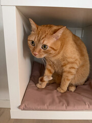 An orange cat sits quietly inside a small enclosed space. The cat looks around with curious eyes while resting on a soft cushion. Sunlight fills the area