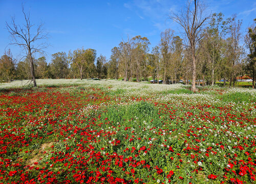 Wild red anemone flowers spring blooming among a green grass and eucalyptus trees on the meadow. South Israel