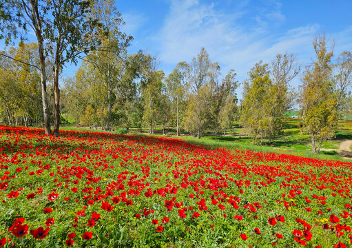 Wild red anemone flowers spring blooming among a green grass and eucalyptus trees on the meadow. South Israel