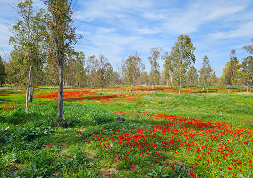 Wild red anemone flowers spring blooming among a green grass and eucalyptus trees on the meadow. South Israel