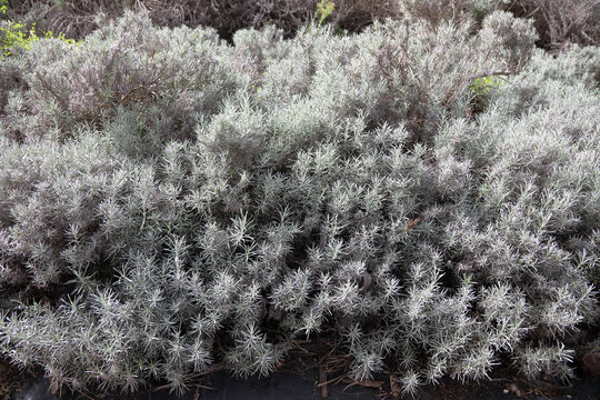 Aromatic herb oregano in a spice farm field