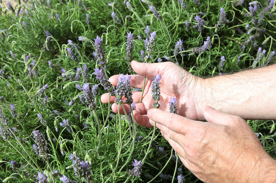 Hands of a farmer checking the quality of aromatic blooming lavender on an agricultural spice farm