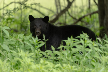 Mother Black Bear Pauses And Loook At Camera In Cades Cove