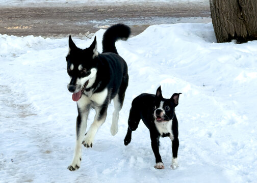 A Siberian husky dog and a Boston terrier playing in the winter snow