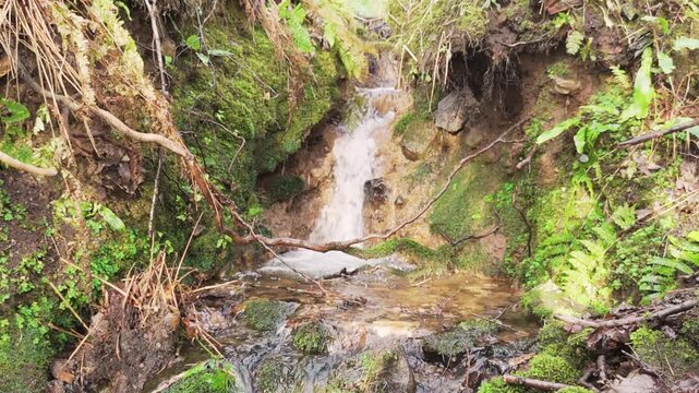 small waterfall in the forest with roots and green moss