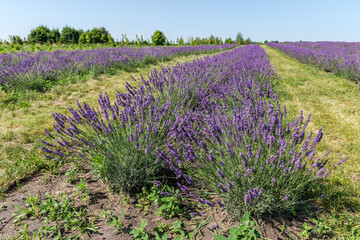 Obraz premium Rows of blooming lavender on a field in sunny day