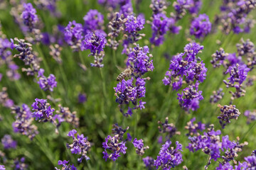 Obraz premium Lavender flowers on a field close-up in selective focus