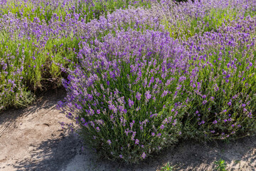 Obraz premium Bush of blooming lavender against the other lavender on field