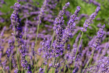 Fototapeta premium Stems of the blooming lavender close-up in selective focus