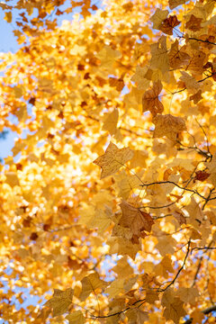 golden autumn leaves on a tree
