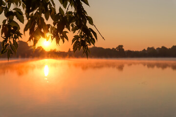 Obraz premium Ash-leaved maple branches hanging down above water at sunrise