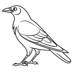Fototapeta premium Simple black and white line art drawing of a standing bird likely representing a crow or raven ready for coloring activities.