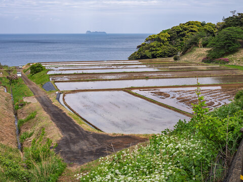 Nii Rice Terraces Paddy Overlooking the Sea, near Ine, Kyoto prefecture, Japan
