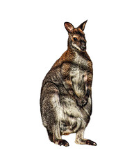 canguru © francisco