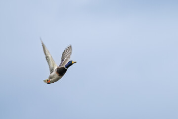 Fototapeta premium Ente im Flug