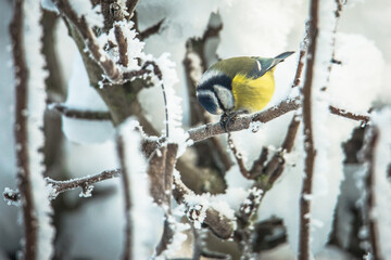 Eurasian blue tit © Tomas Pikturna