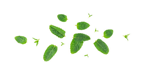 Mint leaves isolated. Peppermint leaf set, green fresh mint, spearmint menthol plant close up