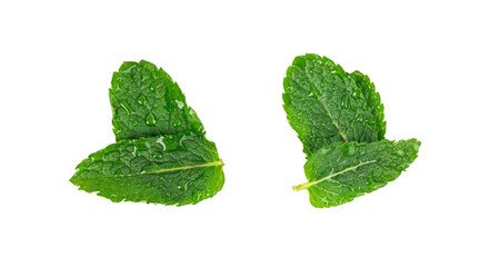Wet mint leaves isolated. Peppermint leaf with water drops, green fresh mint, menthol plant