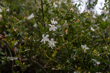 Close-up of a blooming common jasmine, Jasminum officinale shrub featuring star-shaped white flowers and delicate green foliage, captured after light rainfall with visible water droplets