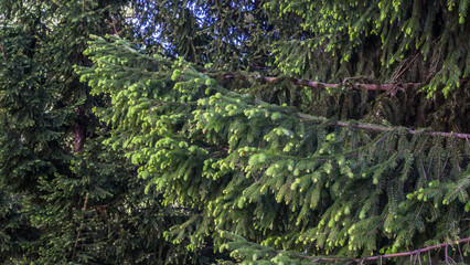 Fototapeta premium Spruce Tree Branches with Fresh Spring Growth in Forest