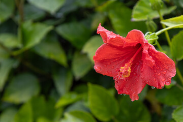 Detailed close-up of a vibrant red hibiscus flower Hibiscus, rosa-sinensis in full bloom, featuring delicate petals covered in fresh water droplets against a lush, blurred green foliage background