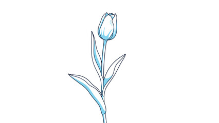 Obraz premium Elegant single blue tulip flower with long green leaves shown in a delicate hand-drawn outline style on white.