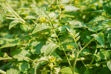 Close up of bright green potato plants with small yellow flowers blooming on their stems under sunlight