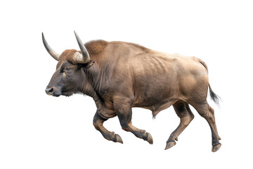 A brown bull running, showcasing its strength and agility against a white isolated background.