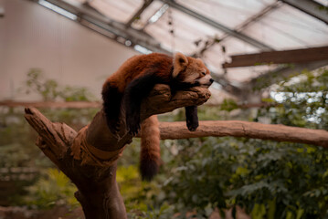 Red panda sleeping in a tree © Dejan
