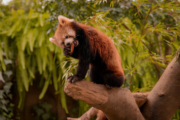 Obraz premium Cute red panda eating a snack, japanese red panda on a branch