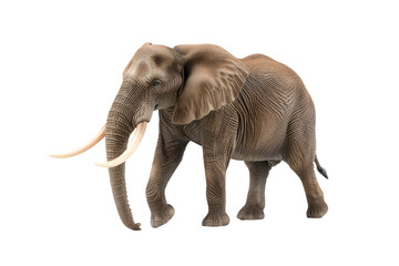Obraz premium A majestic elephant standing gracefully against a white isolate background.