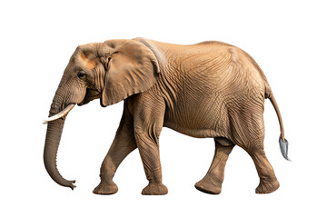 Obraz premium An elephant walking gracefully, showcasing its majestic size and features against a white isolated background.