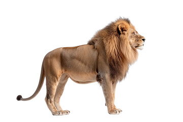 Fototapeta premium Majestic lion standing proudly, showcasing strength and elegance against a white isolated background.