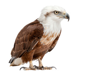 Fototapeta premium Majestic eagle perched gracefully, showcasing its intricate feathers against a white isolated background.