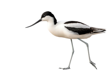 Obraz premium A striking black and white bird walking gracefully on a white isolated background.