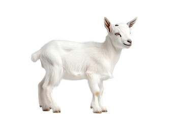 Obraz premium Adorable white goat kid standing on a white isolated background, showcasing its playful nature and soft fur.