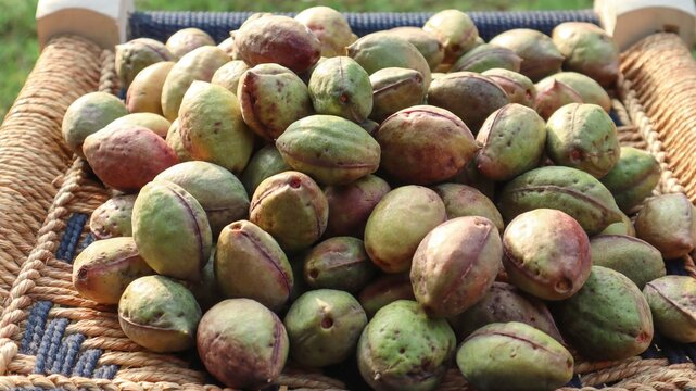 Whole tender green raw almonds. Hara badam kacha badaam.