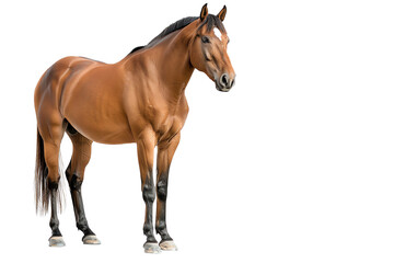Obraz premium A beautiful brown horse standing gracefully against a white isolated background.