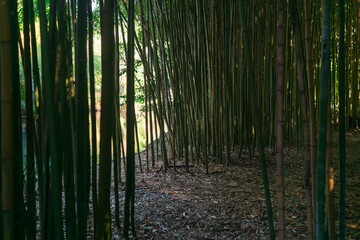 paths in the bamboo grove on the river bank