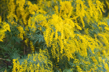 Obraz premium Yellow mimosa flowers on a sunny day.