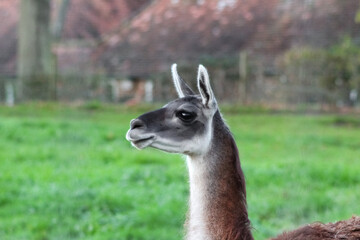Obraz premium A close-up of a llama with long, upright ears and dark, intelligent eyes. Its unique grey and white coat stands out against the soft-focus green field and rustic wooden fence in the background.