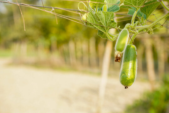 Green fuzzy gourd growing on a vine with a blurred natural background