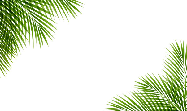 Palm Branches Frame White Background