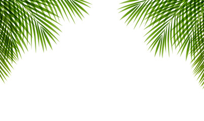Palm Tree Branches Frame White Background © barbaliss