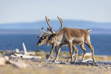 Woodland caribou  © Brittany