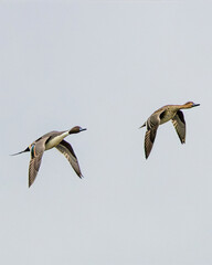 Northern Pintail ducks flying over Bull Island, Dublin, Ireland © fluffandshutter