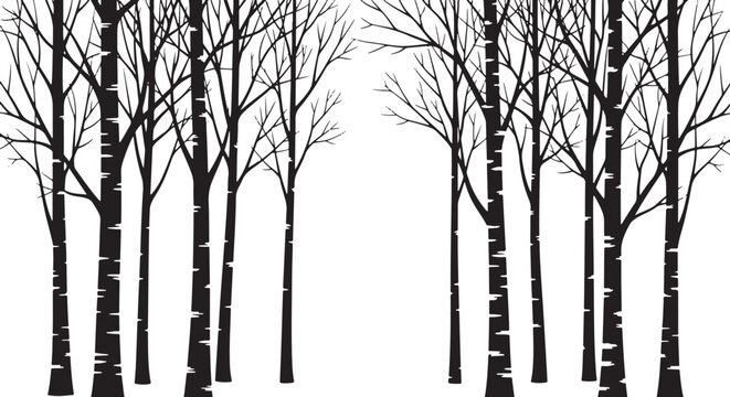 Black silhouette of birch trees in a forest on white background vector illustration
