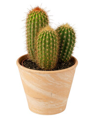 A cluster of spiky green columnar cacti in a decorative terracotta pot against a deep uniform setting