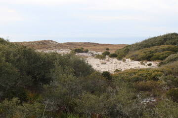Coastal Dunes With Green Shrubs and Sandy Terrain